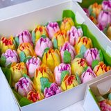 Зефирная №2511